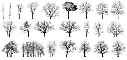 Gutschein 6 Bäume